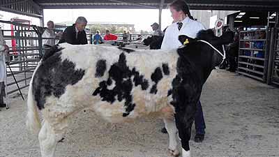 Class 6 D Plested Chelford Mannor Elite